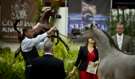 ” نوفة النايفات “ بطلة كأس العالم للمنتجين (لاس فيجاس)