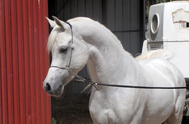 خيول عين الجمال بأم الفحم تحرز مراتب متقدمة باريحا لجمال الخيول العربية