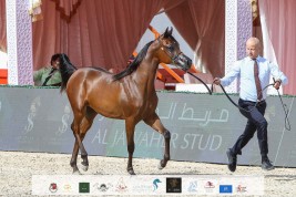 منافسات مثيرة في افتتاج بطولة الظفرة 2021 لجمال الخيل العربية