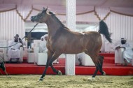 نتائج اليوم الثاني لبطولة الظفرة 2021 للخيول العربية