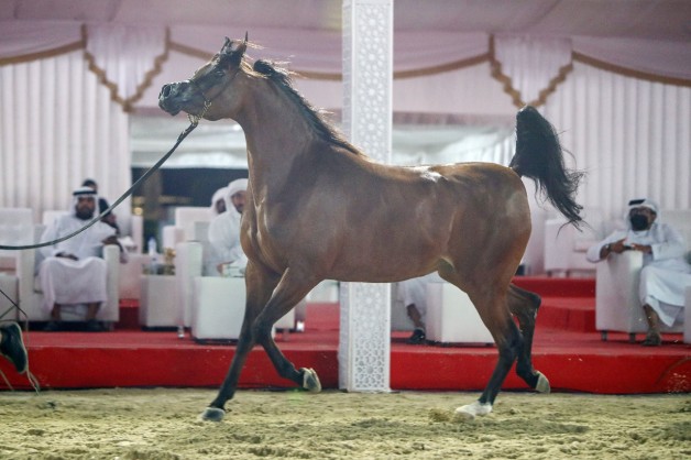 نتائج اليوم الثاني لبطولة الظفرة 2021 للخيول العربية