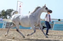 تتواصل المنافسات القوية خلال الأشواط التأهيلية لليوم الثالث لبطولة الظفرة لجمال الخيل العربية