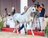 نتائج اليوم الرابع لبطولة الظفرة لجمال الخيول العربية