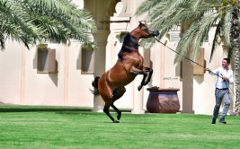 مربط دبي للخيول العربية.. موسم ذهبي و شبوتين من “الرشيم” للملاك في الظفرة
