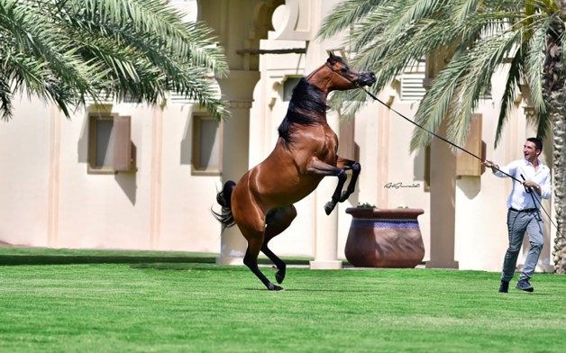 مربط دبي للخيول العربية.. موسم ذهبي و شبوتين من “الرشيم” للملاك في الظفرة