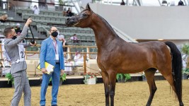 نادي السباق والفروسية ينظم بطولتين لجمال الخيل العربية بالشقب