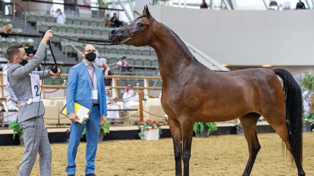 نادي السباق والفروسية ينظم بطولتين لجمال الخيل العربية بالشقب