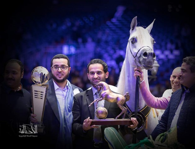 في استطلاع أجرته «الأصالة» : “السيد” ثم “الصقران” الأعلى نصيباً بإشادة الملاك في دعم صناعة الخيل العربية .!
