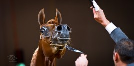 دراسة :الخيول تتعرف على صديقها عن طريق الاذن قبل النظر