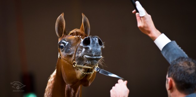 دراسة :الخيول تتعرف على صديقها عن طريق الاذن قبل النظر