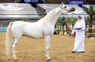 اختتام منافسات بطولة قطر الوطنية التاسعة لجمال الخيل العربية الأصيلة