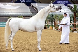 اختتام منافسات بطولة قطر الوطنية التاسعة لجمال الخيل العربية الأصيلة