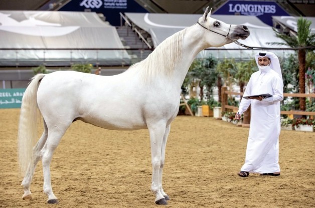 اختتام منافسات بطولة قطر الوطنية التاسعة لجمال الخيل العربية الأصيلة