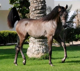 مهرات الأوراسية تهيمن على ذهب وفضة وبرونز المهرات ببطولة فيصل بن حمد بالبحرين