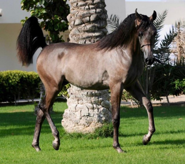 مهرات الأوراسية تهيمن على ذهب وفضة وبرونز المهرات ببطولة فيصل بن حمد بالبحرين