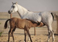 عندما لا تنتج الأفراس ما يكفي من الحليب .. ما هو البديل لتغذية الأمهار؟