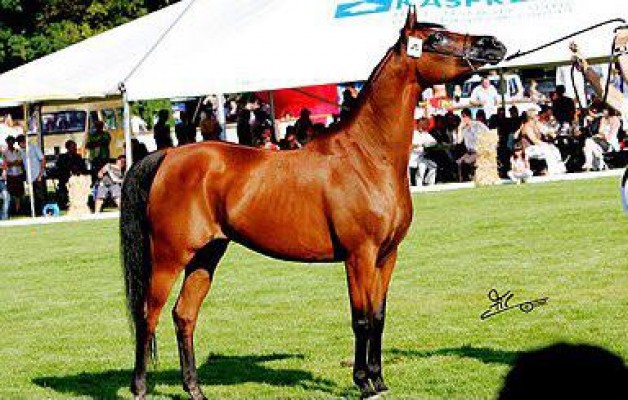 الفرس في السوق ..!