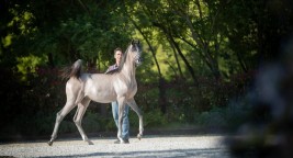 إنتاج مربط دبي يتألق بالذهب والفضة في بطولة الآرتي دي كافالو الدولية 2021 بإيطاليا