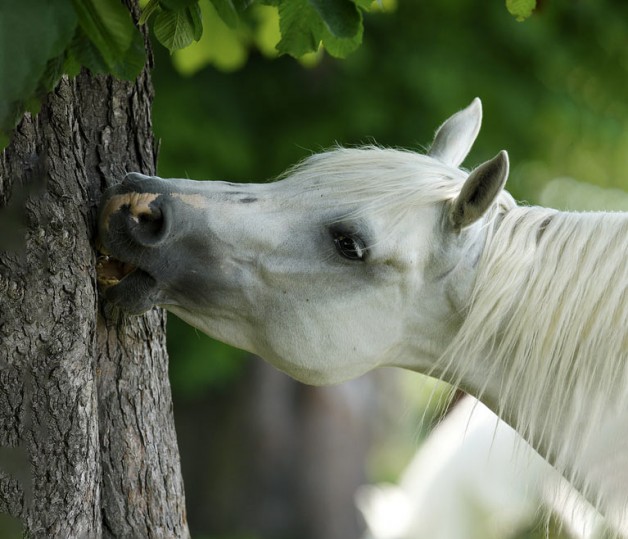 لماذا تأكل الخيول الأشجار، وماذا عليك أن تفعل ؟