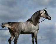 الفحل إكسالت EXXALT .. رؤية مربي.!