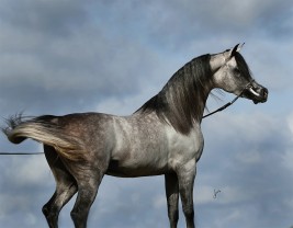 الفحل إكسالت EXXALT .. رؤية مربي.!