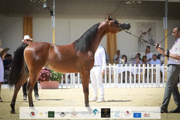 صور مقتطفة من اليوم الأول لبطولة منتون 2021 للخيل العربية