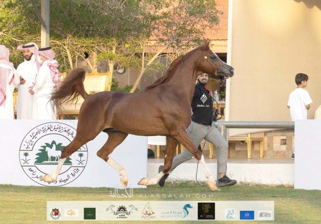 الموافقة على اقامة بطولة الإنتاج المحلي بالطائف لعام 2021 في سبتمبر المقبل