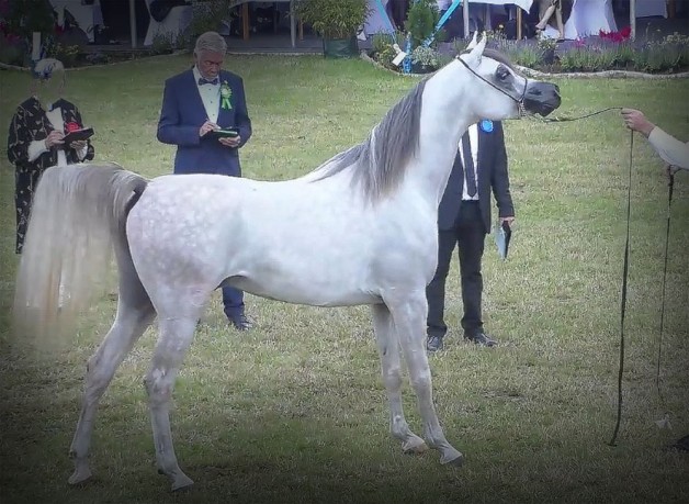 ع ج إيلاف يهدي مربط عجمان ذهبية الفحول في بطولة ستروهن 2021 الدولية