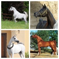 المربط .. فرس!!