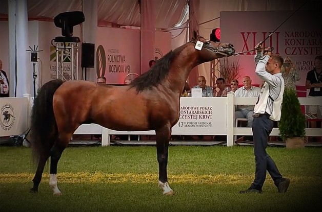 مربط الراجحيات: الفحل “اكواتور” ملك لكل المرابط السعودية ..!