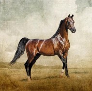 ذا ديسبرادو الحصان الأسطورة الظاهرة النادرة