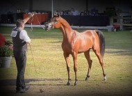 “ع ج اسراء” لمربط عجمان تتوج بذهبية المهرات عمر سنة في بطولة بروجيز 2021