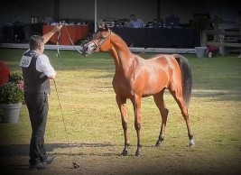 “ع ج اسراء” لمربط عجمان تتوج بذهبية المهرات عمر سنة في بطولة بروجيز 2021