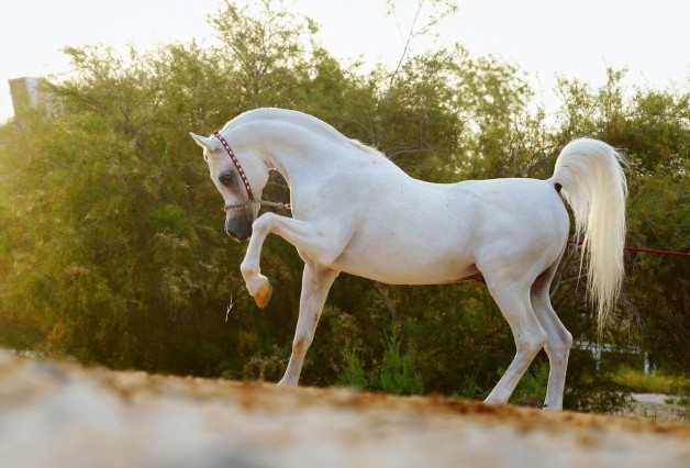 أما آن الأوان .. !؟