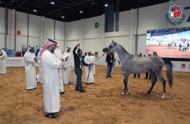 جمعية الإمارات للخيول العربية تنظم دورات للتحكيم والعارضين في ” أبوظبي للصيد والفروسية”