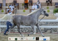 مهرجان الشارقة الدولي للجواد العربي 2021 – السلالة المصرية