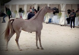 النتائج النهائية لبطولة براغ الدولية لجمال الخيول العربية 2021