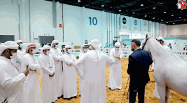 جمعية الإمارات للخيول العربية تشارك في “أبوظبي للصيد والفروسية”