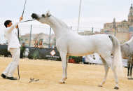 «إف تي شيلة» تهدي «مربط دبي» ذهبية الأفراس