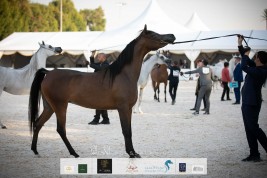 ” الإمارات للخيول العربية”:أكثر من 15 ألفاً عدد الخيول العربية الأصيلة المسجلة في الجمعية