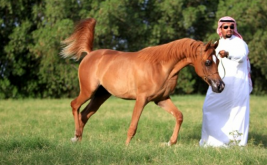 ملاك الخيول يطالبون بتنظيم مسابقة جمال الخيل في الجبيل