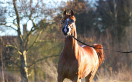 تألق مربط عذبه ببطولة ايمورولد الدوليه في بلجيكا‎