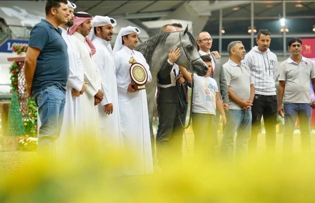 بخماسية ذهبية وفضيتان خيول الشقب تكتسح منافسات النسخة الأولى لكأس قطر لمنتجي الخيل العربية