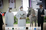 نتائج اليوم الأول والثاني لبطولة الإمارات الوطنية 2021 لجمال الخيول العربية