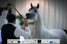 صور مقتطفة لليوم الثاني من بطولة الإمارات الوطنية  2021 لجمال الخيول العربية