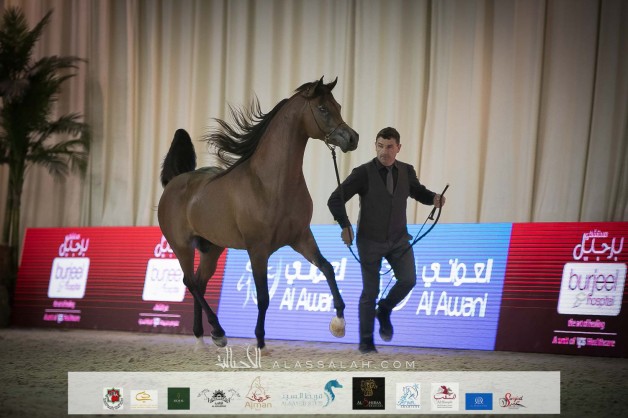 صور مقتطفة لليوم الثالث من بطولة الإمارات الوطنية 2021 لجمال الخيول العربية