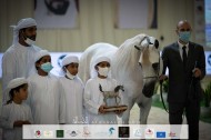 صور مقتطفة لليوم الختامي من بطولة الإمارات الوطنية 2021 لجمال الخيول العربية