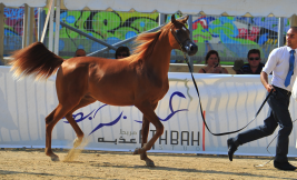 المهر اسكوت لمربط عذبه يحقق ذهبية البطولة الاوروبيه