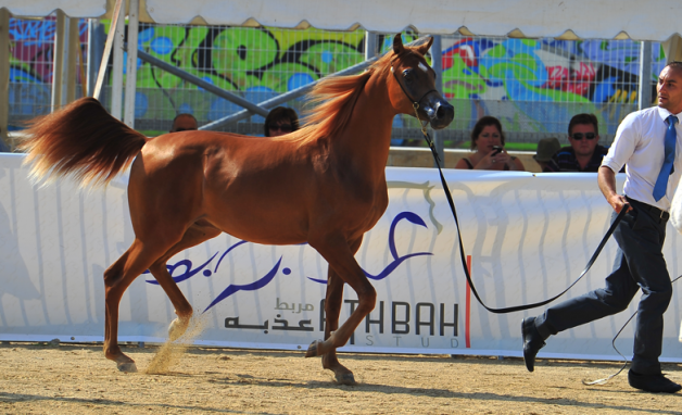 المهر اسكوت لمربط عذبه يحقق ذهبية البطولة الاوروبيه