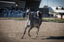 ورد الآن:  استئناف تصدير الخيل من الكويت ال السعودية